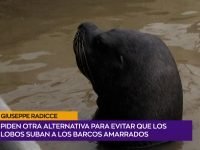 Giuseppe Radicce.00_00_28_05.Imagen fija001