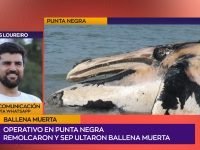 Matias Loureiro.00_01_47_22.Imagen fija001